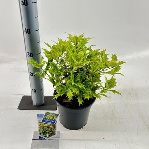 Osmanthus heterophyllus 'Goshiki'