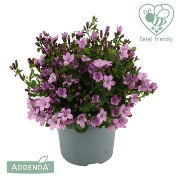 Campanula AMBELLA PINK