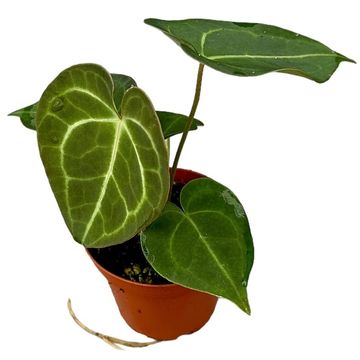 Anthurium clarinervium