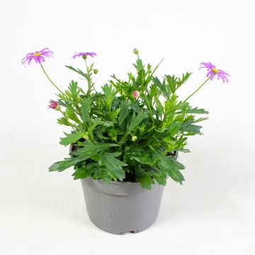 Brachyscome BRASCO VIOLET
