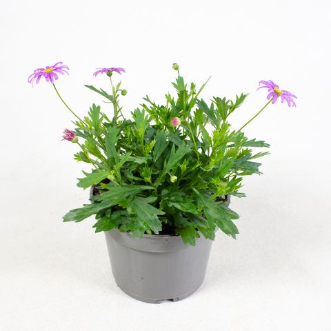 Brachyscome BRASCO VIOLET