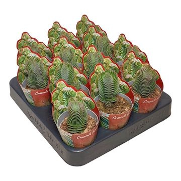 Crassula 'Buddha's Temple'