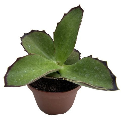 Kalanchoe synsepala