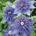 Clematis 'Multi Blue' (EL)