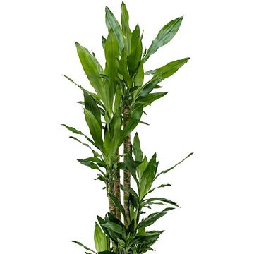 Dracaena fragrans 'Burundii'