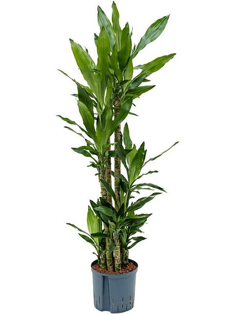 Dracaena fragrans 'Burundii'