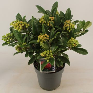 Skimmia japonica 'Temptation'