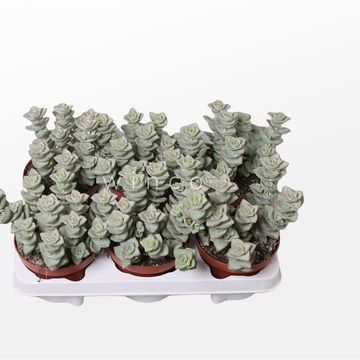 Crassula perforata 'Azul'