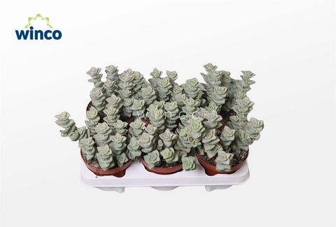 Crassula perforata 'Azul'