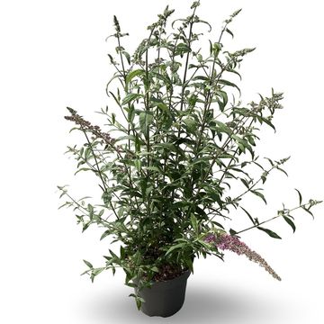 Buddleja davidii 'Pink Delight'