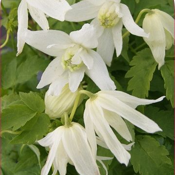 Clematis 'White Lady' (A)