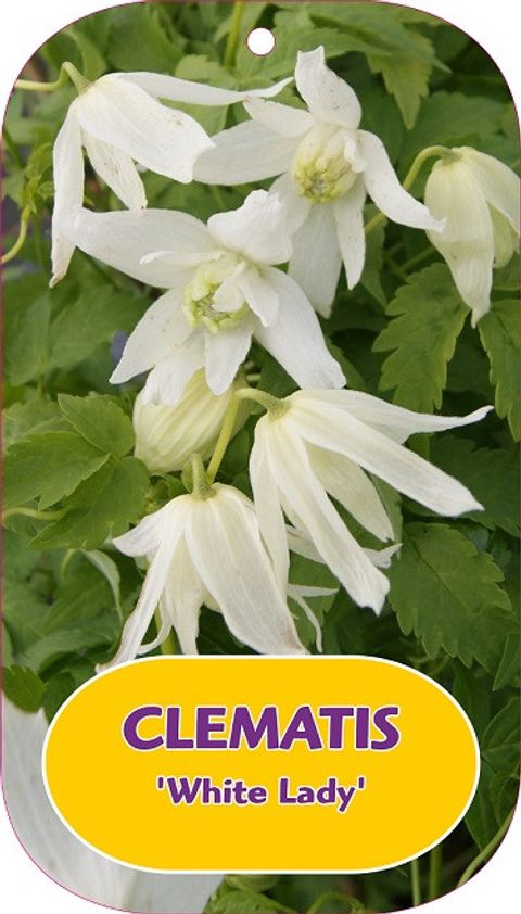 Clematis 'White Lady' (A)