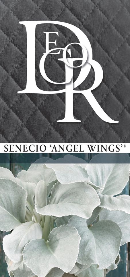 Senecio candicans ANGEL WINGS
