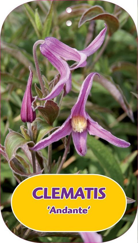 Clematis 'Andante' (I)