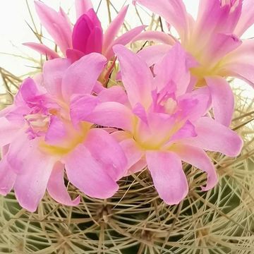 Neoporteria subgibbosa