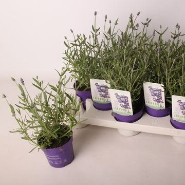 Lavandula angustifolia 'Vienco Purple'