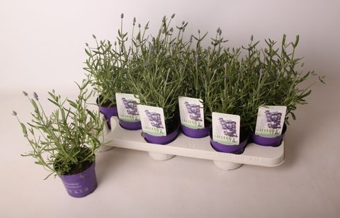 Lavandula angustifolia 'Vienco Purple'