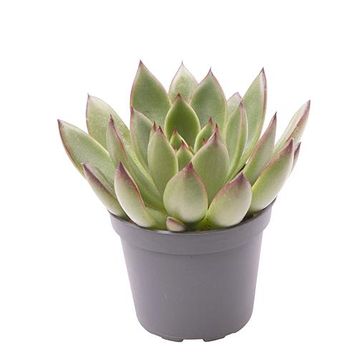 Echeveria agavoides 'Red Tip'