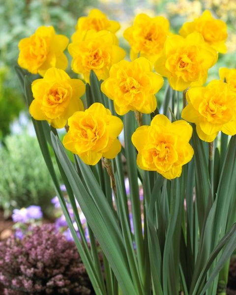 Narcissus 'Heamoor'
