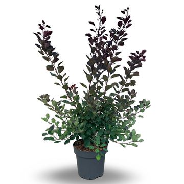 Cotinus DUSKY MAIDEN