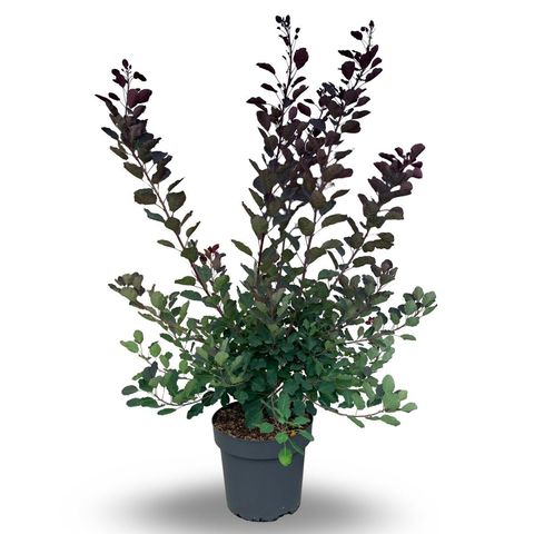 Cotinus DUSKY MAIDEN
