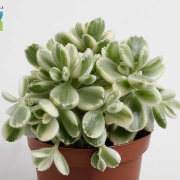 Cotyledon ladismithiensis 'Variegata'