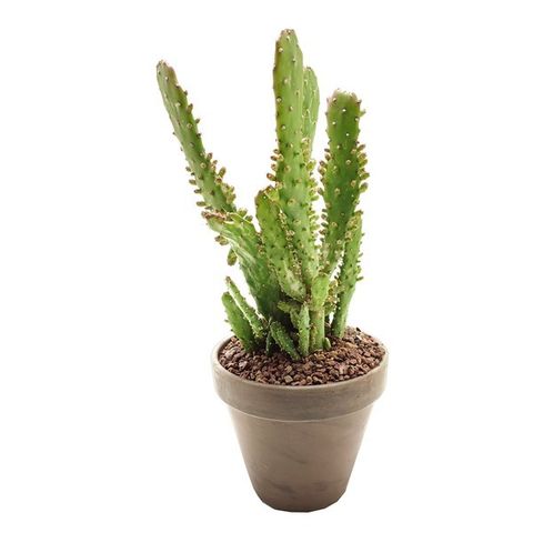 Opuntia monacantha variegata