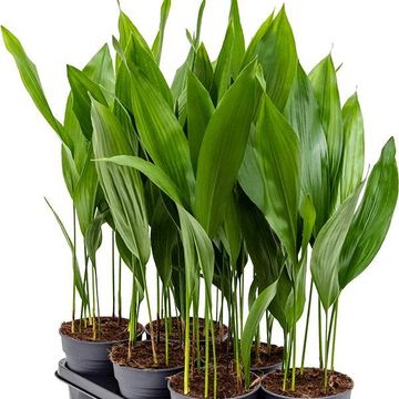 Aspidistra elatior