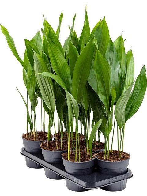 Aspidistra elatior