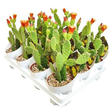 Cylindropuntia spinosior