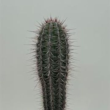 Pachycereus pringlei