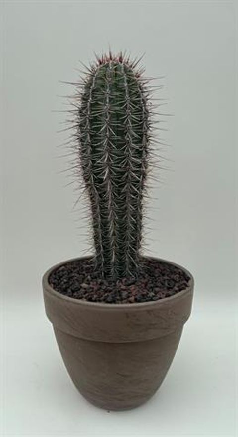 Pachycereus pringlei