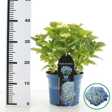 Hydrangea macrophylla ROYALTY FABOLO BLUE