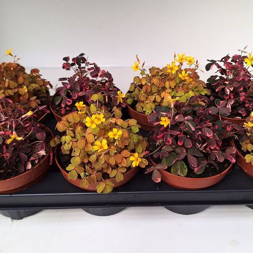 Oxalis MIX