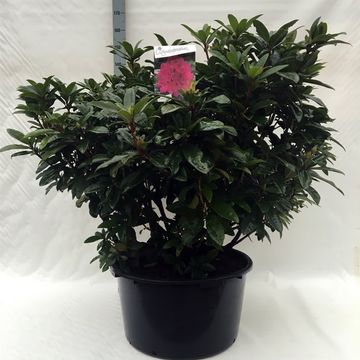 Rhododendron 'Анна Крушке'