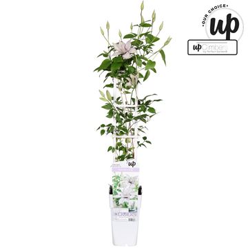 Clematis SAMARITAN JO (EL)