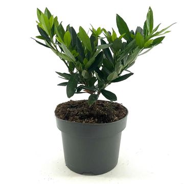 Prunus laurocerasus 'Otto Luyken'