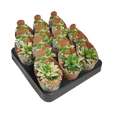 Haworthia retusa variegata