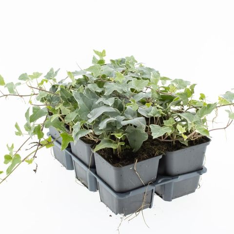 Hedera helix 'Glacier'