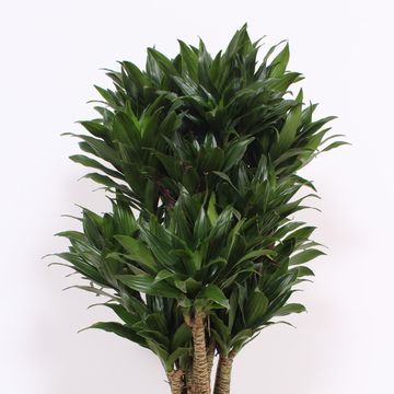 Dracaena fragrans 'Compacta'