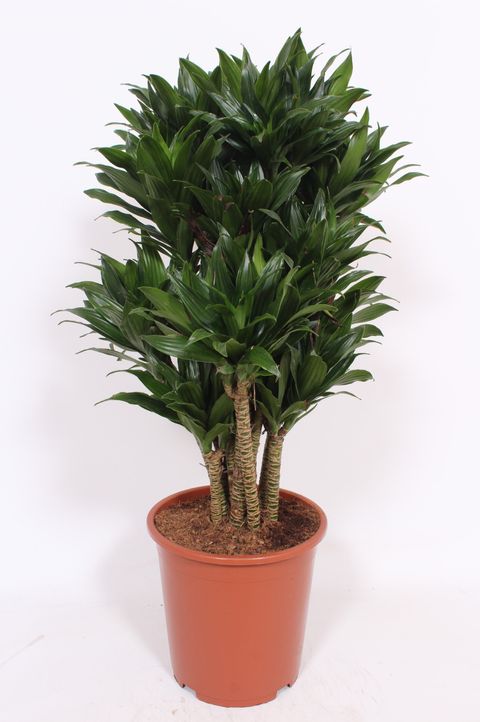 Dracaena fragrans 'Compacta'