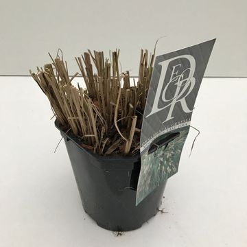 Miscanthus sinensis 'Yaku Jima'