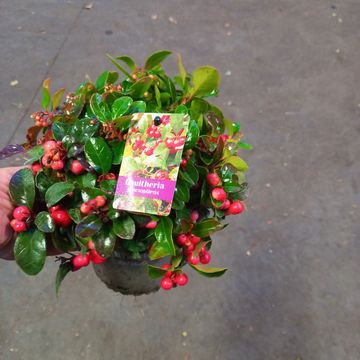 Gaultheria procumbens