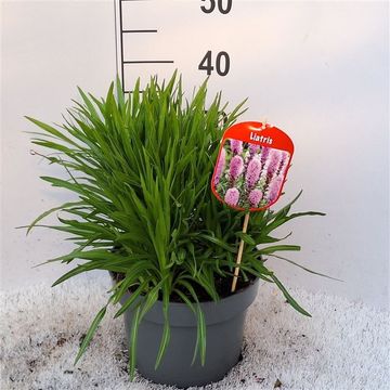 Liatris spicata