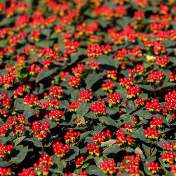 Hypericum MIRACLE ATTRACTION