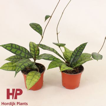 Hoya callistophylla 'Black Cat'