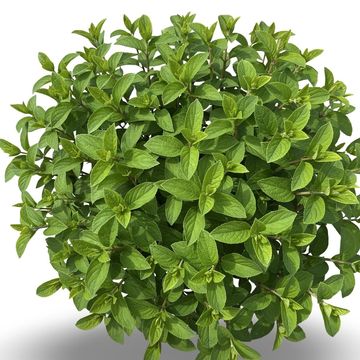 Hydrangea paniculata BOBO