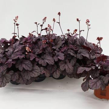 Heuchera 'Sugar Plum'