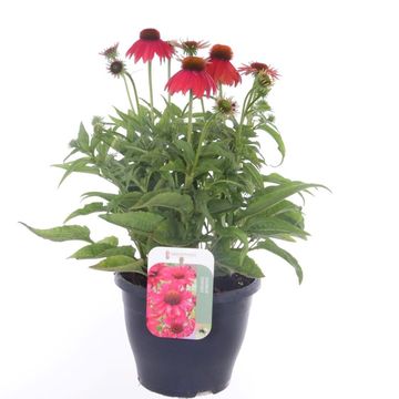 Echinacea LAKOTA RED