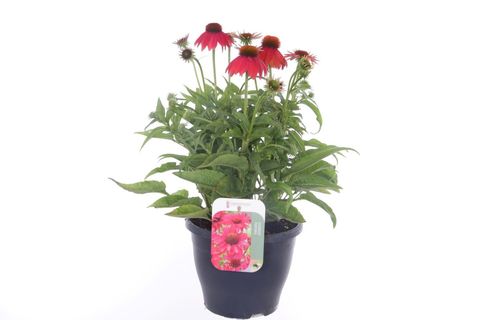 Echinacea LAKOTA RED
